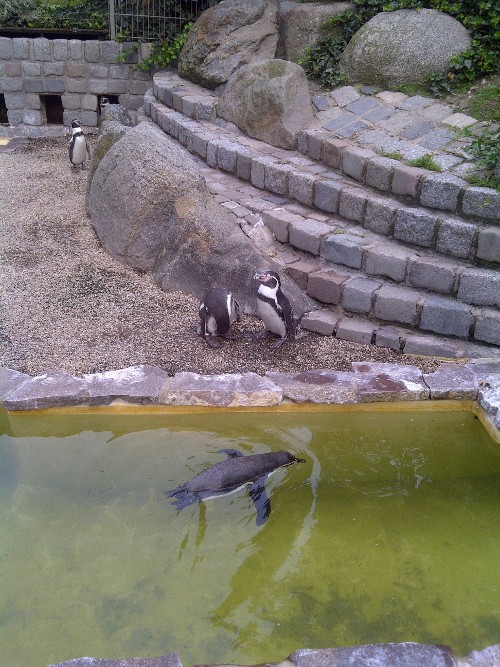 Pinguine im Luisenpark Mannheim